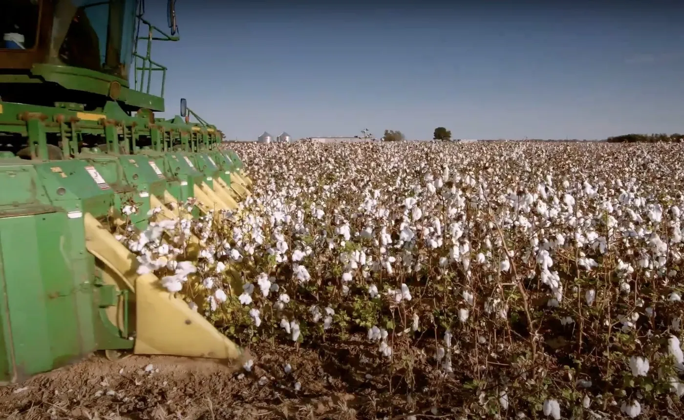 Harvester working the cotton rows